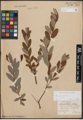 Foto von Salix cinerea L.